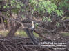 Little Pied Cormorant